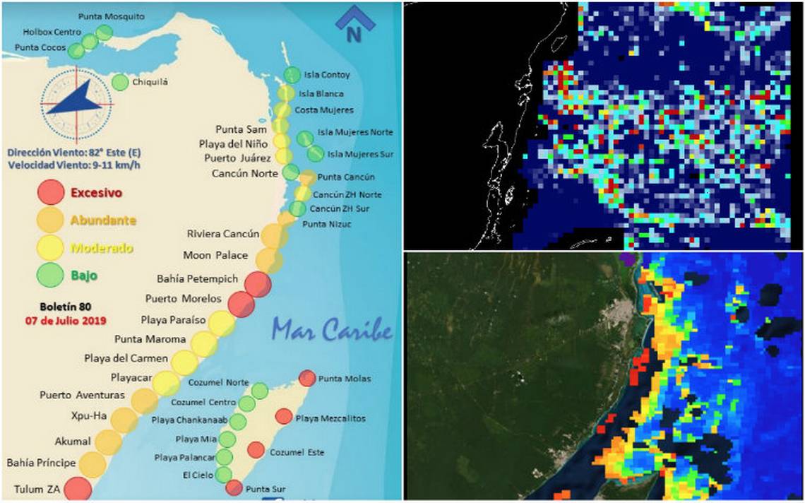 Aumentará la llegada de sargazo a la costa de Cancún red sargazo alga